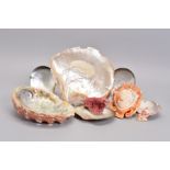 A SELECTION OF SHELLS, ideal for demonstration or display purpose, to include a large south sea gold