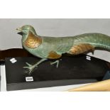 A PATINATED BRONZE SCULPTURE OF A PHEASANT on a black plinth, approximate length 53cm