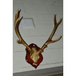 A PAIR OF STAG ANTLERS on a cherrywood plinth