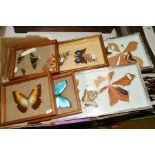 A BOX OF SPECIMEN BUTTERFLIES, MOTHS AND BEETLES IN DISPLAY CASES