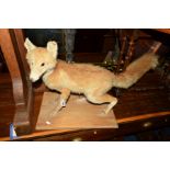A TAXIDERMY FOX CUB on a wooden plinth