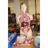 A BIOLOGY TEACHING AID PLASTIC MODEL OF A FEMALE HUMAN WITH REMOVABLE SECTIONS