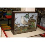 TAXIDERMY - a Victorian glazed case containing a gull, kingfisher and two other birds in a