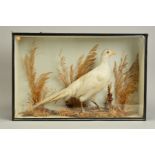 TAXIDERMY, a late Victorian cased White Pheasant in a naturalistic setting, glazed panel to front