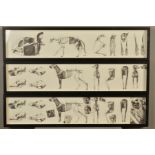 THREE FRAMED ANATOMICAL STUDIES OF ANIMALS, the pieces were commissioned by Eve Mavrakis for use