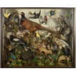TAXIDERMY, a late Victorian case of birds, animals and insects, including two red squirrels, a