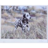 Paul Doyle - DALMATIAN - Limited Edition Coloured Print - 7 x 10 inches - Signed