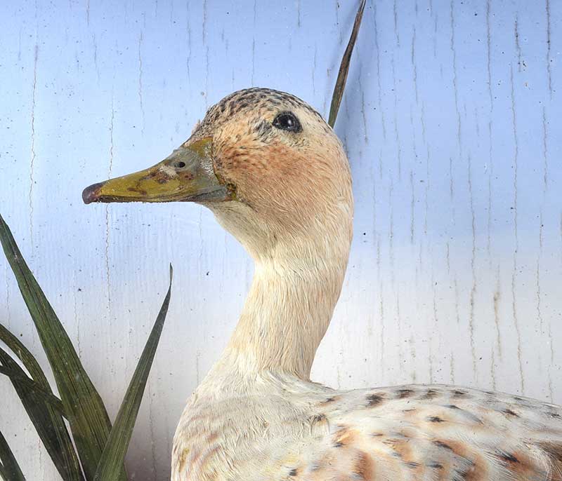 CASED BIRD SPECIMEN - Image 3 of 5