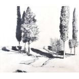 Peter McCann - FIR TREES - Pencil on Paper - 22 x 36 inches - Signed