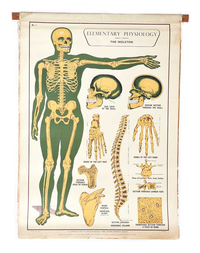 SET OF EIGHT PHYSIOLOGY CHARTS - Image 2 of 11