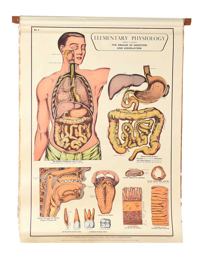 SET OF EIGHT PHYSIOLOGY CHARTS - Image 6 of 11
