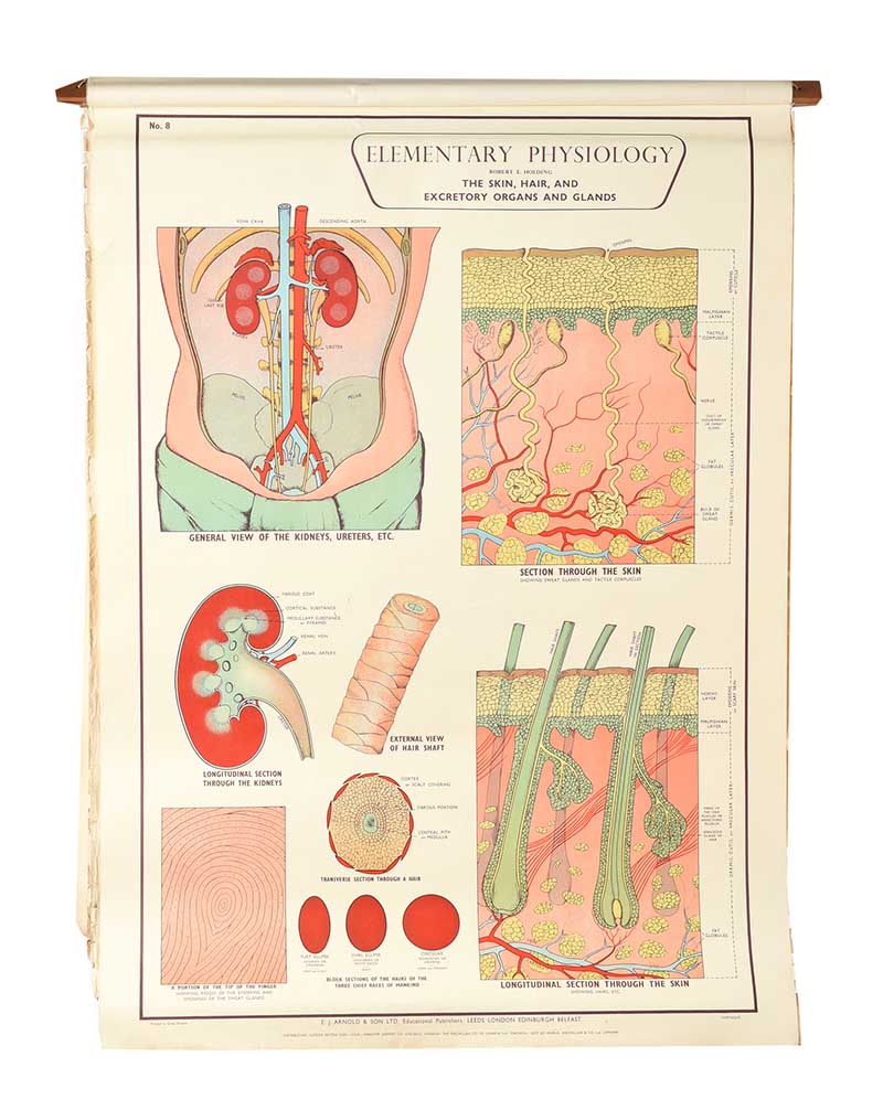 SET OF EIGHT PHYSIOLOGY CHARTS - Image 9 of 11