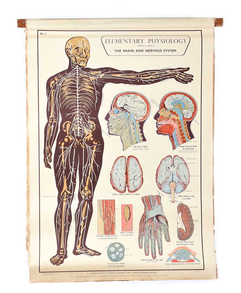 SET OF EIGHT PHYSIOLOGY CHARTS - Image 4 of 11