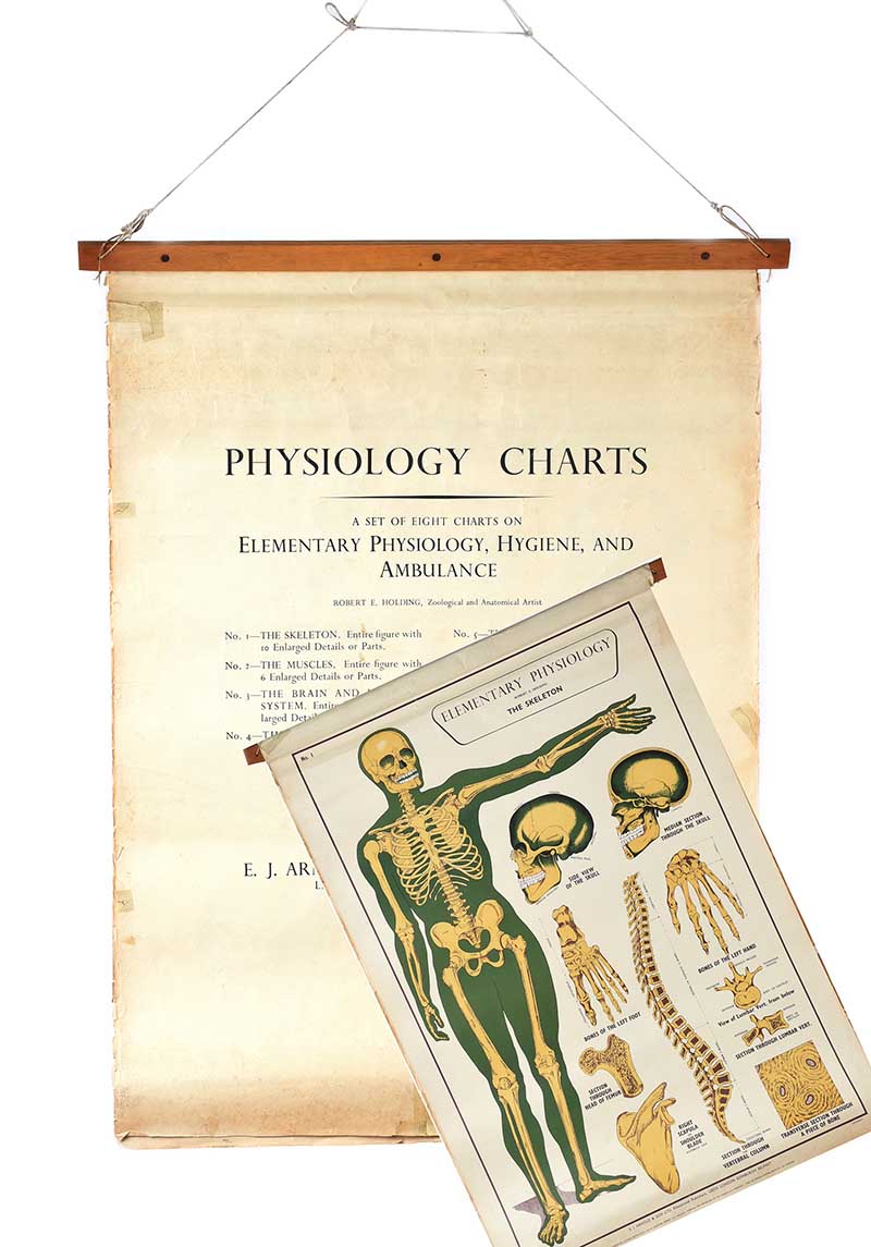 SET OF EIGHT PHYSIOLOGY CHARTS