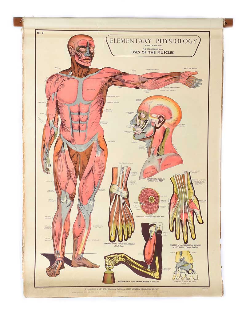 SET OF EIGHT PHYSIOLOGY CHARTS - Image 3 of 11