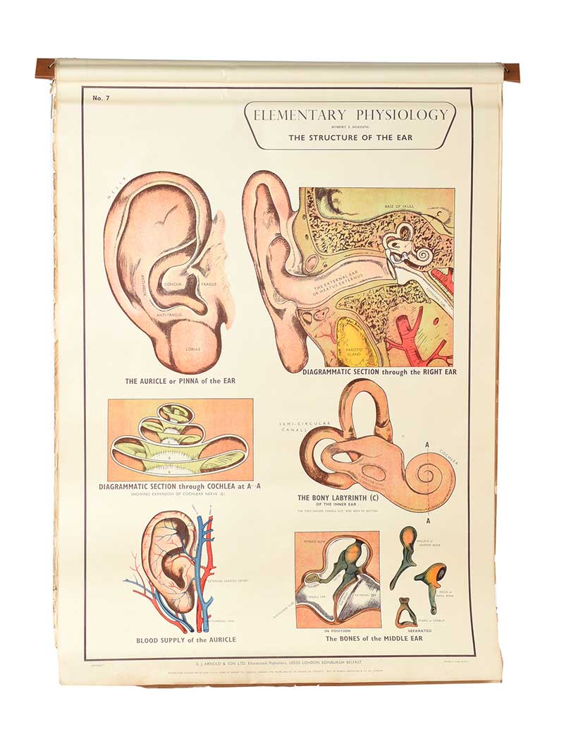 SET OF EIGHT PHYSIOLOGY CHARTS - Image 8 of 11