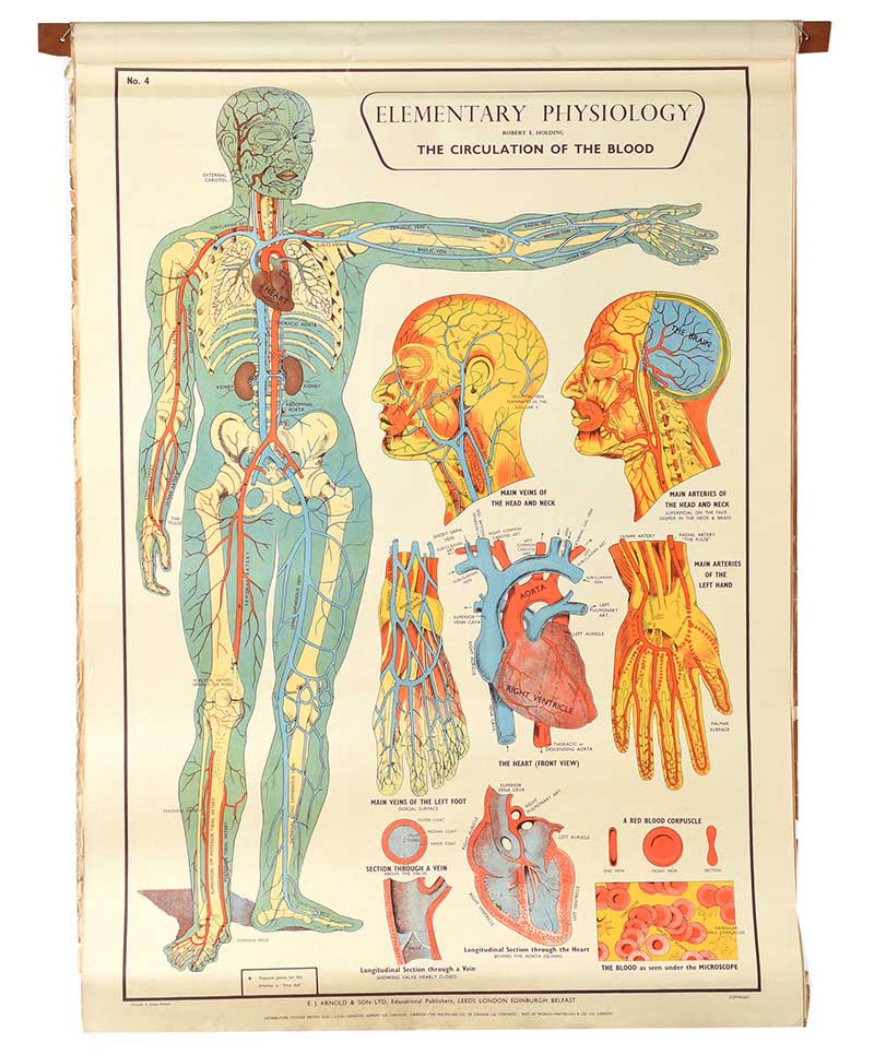 SET OF EIGHT PHYSIOLOGY CHARTS - Image 5 of 11