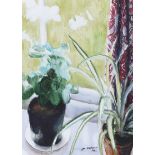 James MacKeown, RUA - STILL LIFE, POTTED PLANTS - Watercolour Drawing - 20 x 14 inches - Signed