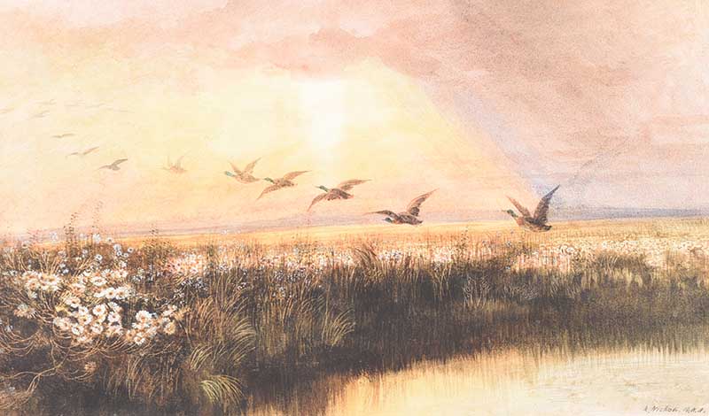 Andrew Nicholl, RHA - DUCKS OVER WETLANDS - Watercolour Drawing - 12 x 10 inches - Signed