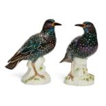 Two Meissen porcelain models of Common Starlings, mid/late 20th century, blue crossed swords mark,