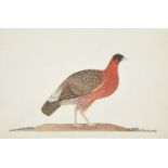 A Company School watercolour of a Tragopan pheasant, circa 1820, opaque pigments on laid paper,