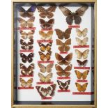 A collection of ten framed and mounted butterfly specimens, 1960s, each glazed case containing