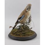 A taxidermists model of a jay, late 19th/early 20th century, portrayed standing on a naturally