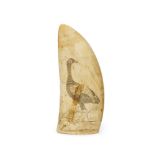 A scrimshaw decorated whale's tooth, mid-19th century, engraved with an exotic bird, 15.5cm