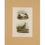 Sixteen engravings of game birds by J Scott, 19th century, to include Pheasants, Partridges, Black