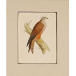 A collection of twelve mounted engravings of birds of prey by W Lizars, to include kite, goshawk,