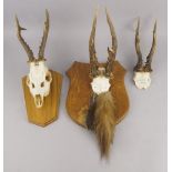 A collection of three hunting trophies, 20th century, to comprise a deer skull and horns on an oak