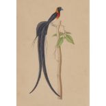 A pair of Indian bird miniatures, Chinese or Indian company school, 20th century, 31.5x20cm (2)