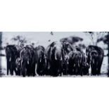 Laurent Baheux, French b. 1970- Big Family; c-print laid on metal support, numbered 122/500 to label