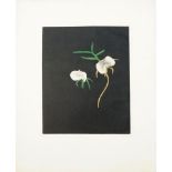 Tomoe Yokoi, Japanese, b.1943- Orchid and Kaki; mezzontints in colours, both signed, titled and