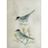 Mildred E Eldridge RWS, British 1909-1991- Wintering Blackcap; watercolour and pencil, signed and