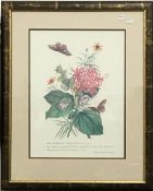 A pair of decorative botanical prints, framed and glazed,