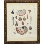 A pair of decorative sea shell prints, framed and glazed,