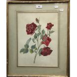 NICOLE HORNBY (20th century) British, Rose Hugh Dickson, watercolour, signed, framed and glazed,