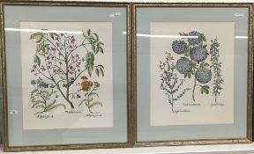 A pair of decorative botanical prints, framed and glazed,