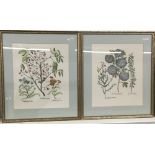 A pair of decorative botanical prints, framed and glazed,