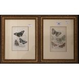 A pair of decorative butterfly prints, framed and glazed,