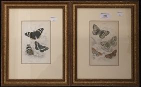 A pair of decorative butterfly prints, framed and glazed,