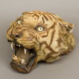 A late 19th/early 20th century preserved taxidermy specimen tiger mask,