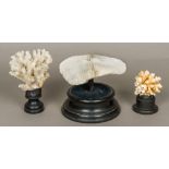 Three coral specimens Each mounted on a display plinth. The largest 19 cm wide.