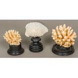 Three coral specimens Each mounted on a display plinth. The largest 13 cm high.