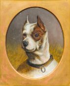 Attributed to MAUDE EARL (1864-1943) British Buster - A Fighting Dog Oil on board, framed. 17.