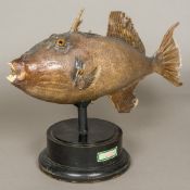 A preserved taxidermy specimen of a parrot fish Of typical form,