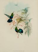 JOHN GOULD (1804-1881) British and HENRY