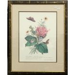 A pair of decorative botanical prints, framed and glazed,