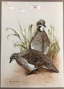 A porcelain plaque painted with squatter pigeons, by D JOHNSON (Australia),